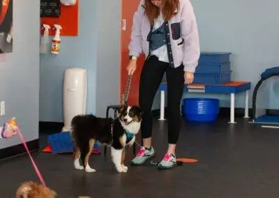 Australian Shepheard puppy at a training class at Zoom Room in Crestwood, Missouri