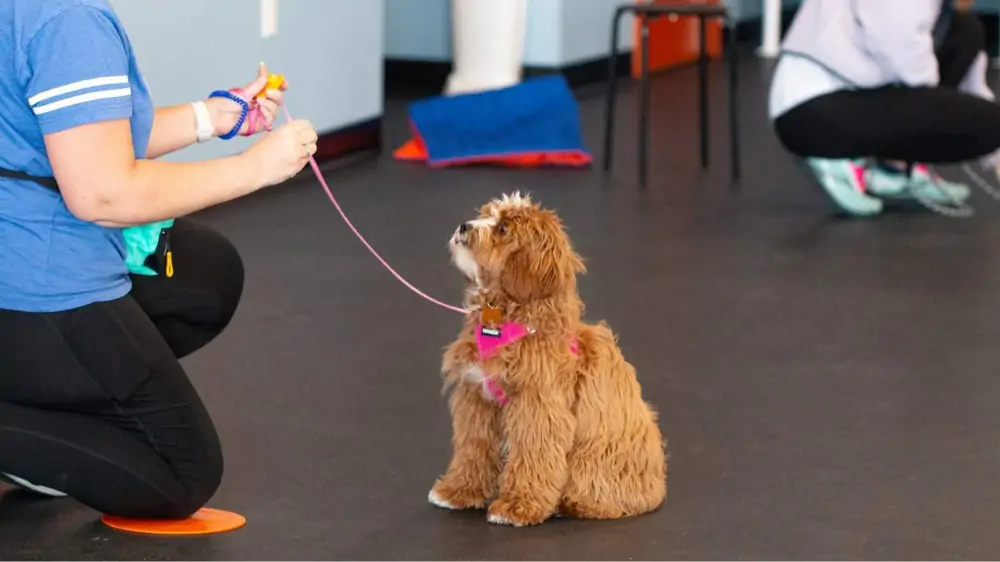 Puppy training class at Zoom Room in Crestwood, Missouri.